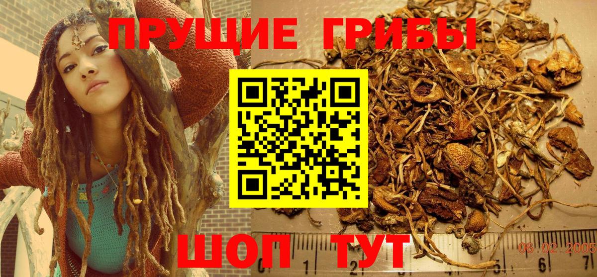 Псилоцибиновые грибы Cubensis Москва